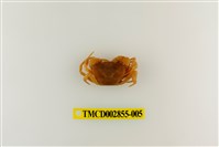 藏品(雙色澤蟹)的圖片